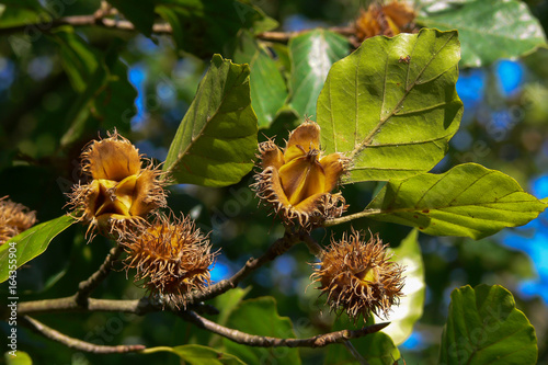 Faggio (Fagus sylvatica) - ramo con frutti