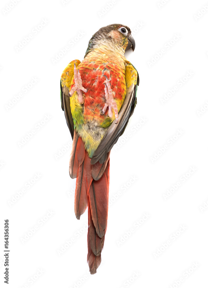 Fototapeta premium Green-cheeked parakeet in studio