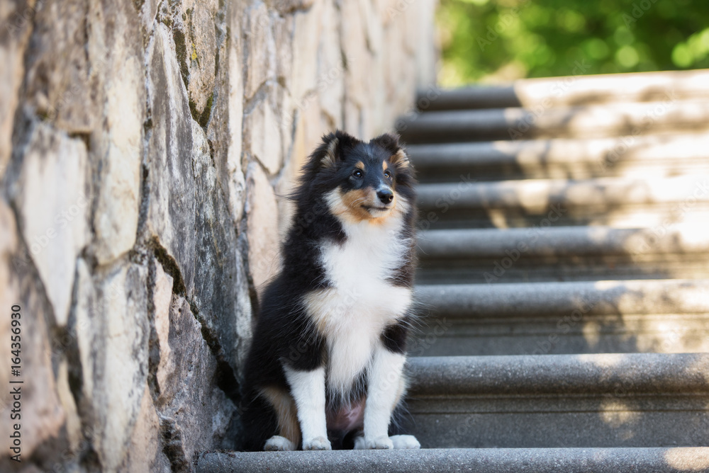 shetland sheepdog puppy sitting on steps