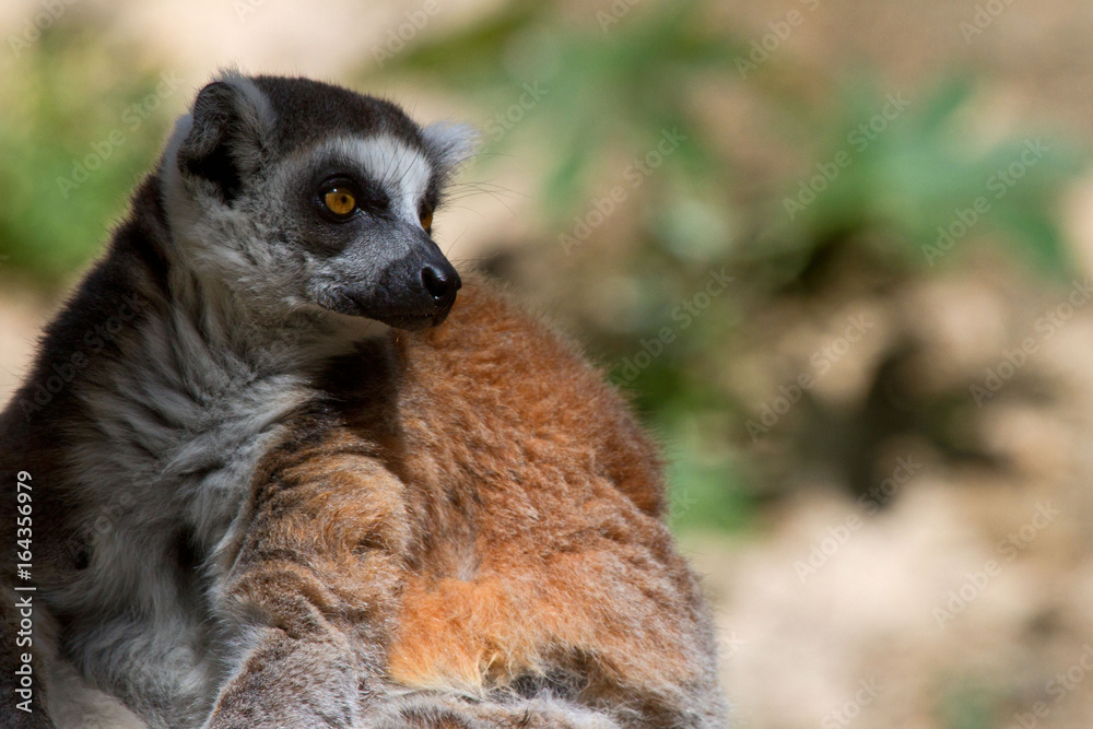 Fototapeta premium Ring Tailed Lemur