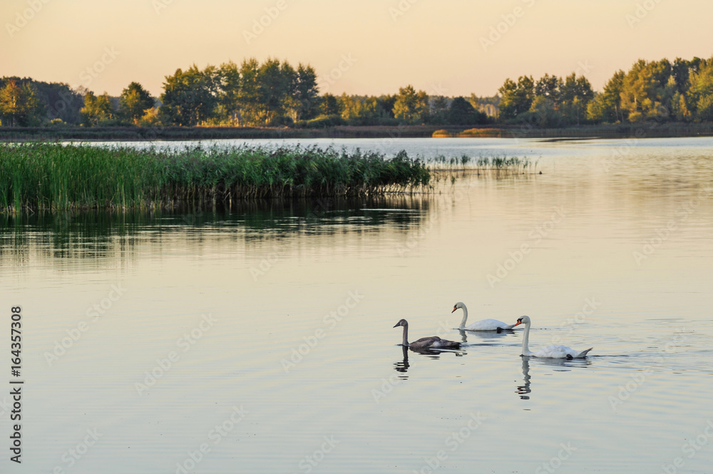 Naklejka premium Swans