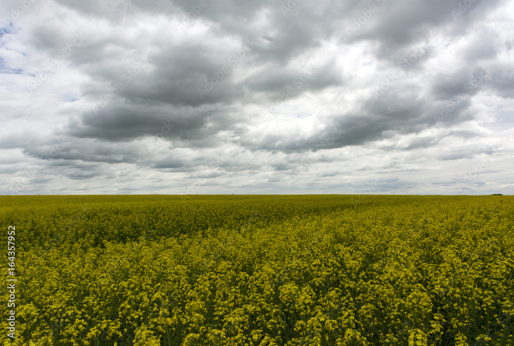 Obraz premium field of yellow rapeseed flowers under sky with gray rain clouds