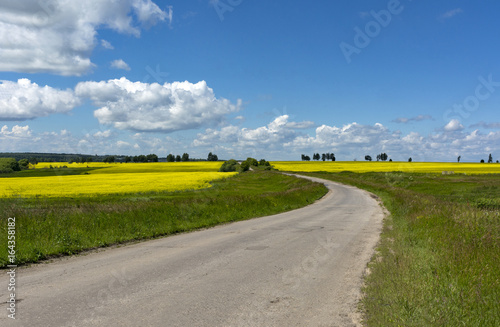 road among fields covered with green grass and yellow rapeseed flowers