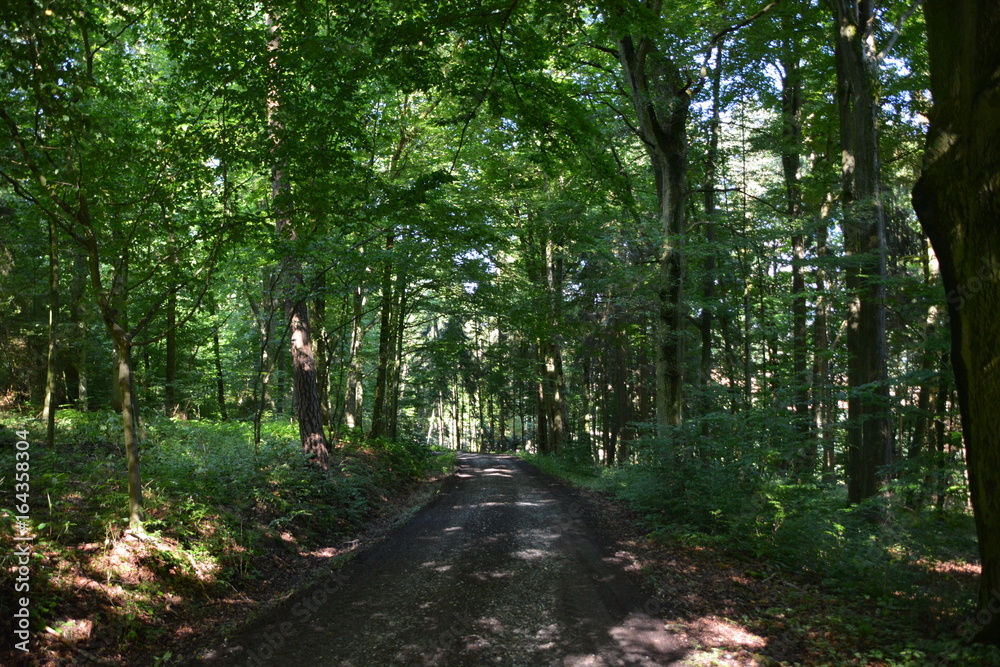 Obraz premium Waldweg im Sommerlicht