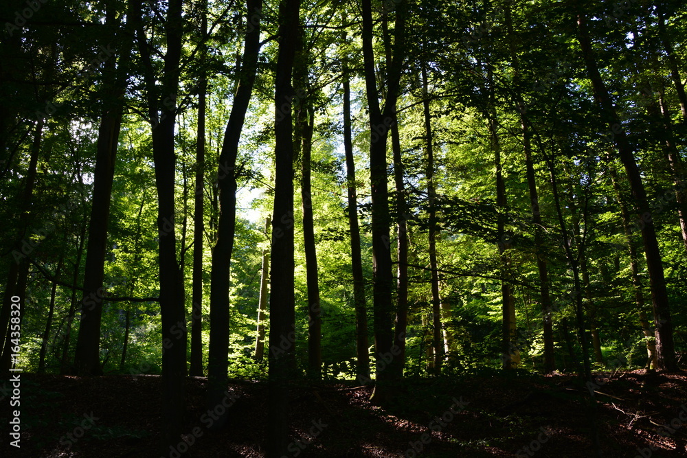Fototapeta premium Wald im Sonnenlicht