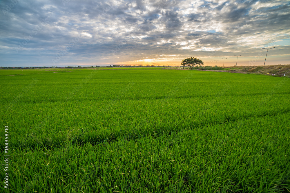 sunset on rice field in thailand