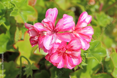 Fototapeta Naklejka Na Ścianę i Meble -  Fleurs de géranium roses et blanches