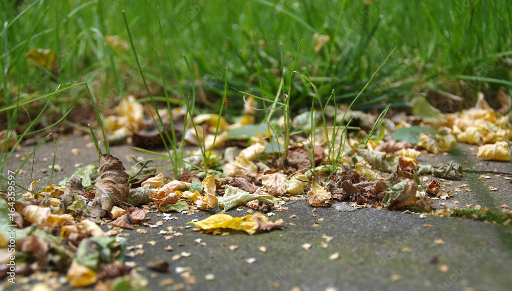 Leaves and grass in autumn Leaves and grass in autumn