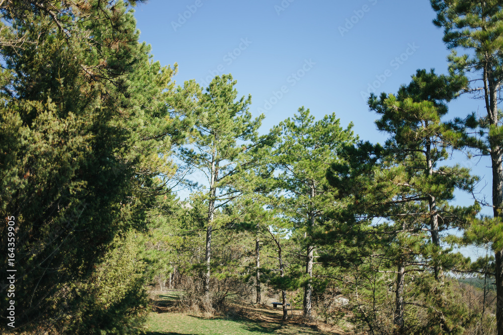 trees in the forest