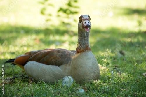 Nilgans auf Wiese photo