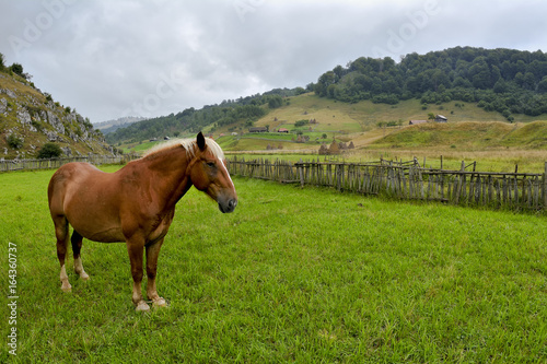 hourses at the meadow with green grass