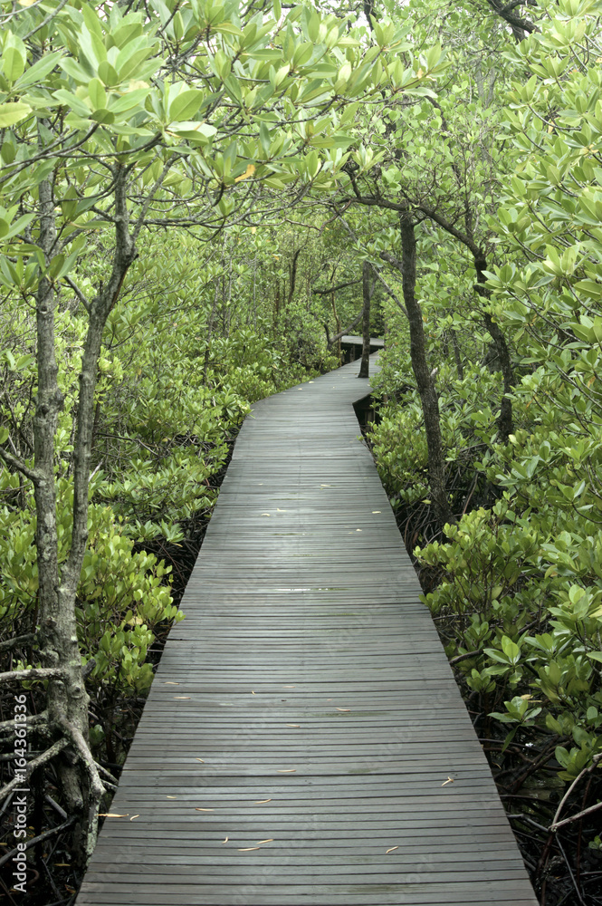 Obraz premium Path in Mangrove forest in Thailand