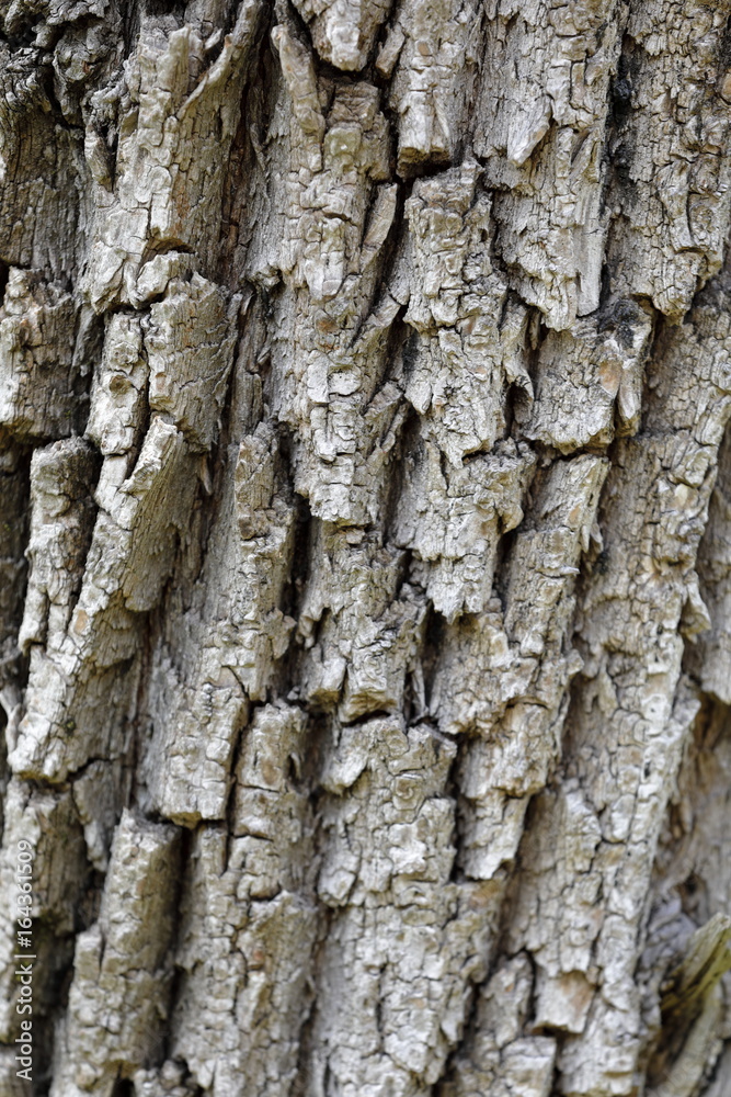 Background represented by a thick tree bark Background represented by a thick tree bark