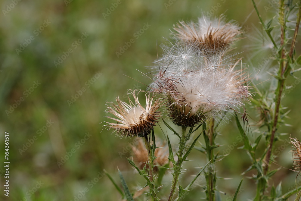 Fototapeta premium A lonely wild plant with pink flowers