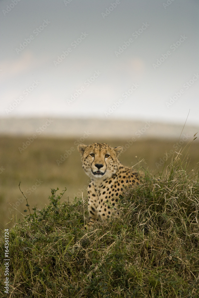 Cheetah Cheetah