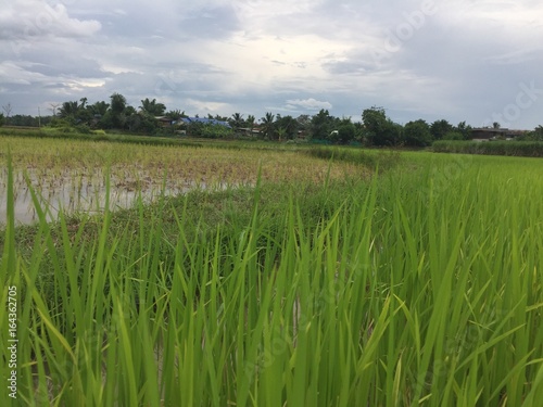 Рисовые поля в провинции © dozhigin