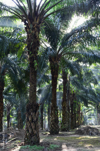 oil palm trees in plantation  elaeis guineensis 