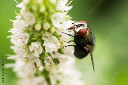 fly on flower photo