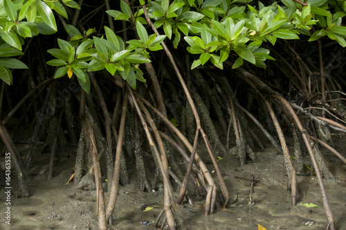 mangrove tree leaves and roots in tropical swamp, thailand
