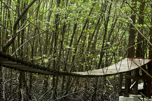 Path in Mangrove forest in Thailand