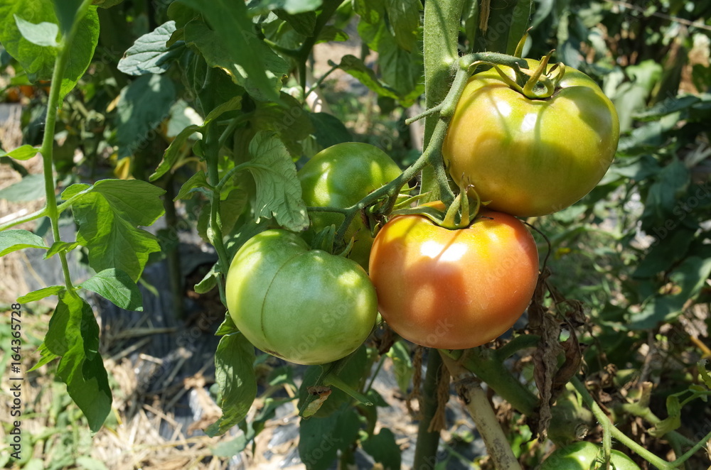 ７月中旬の菜園