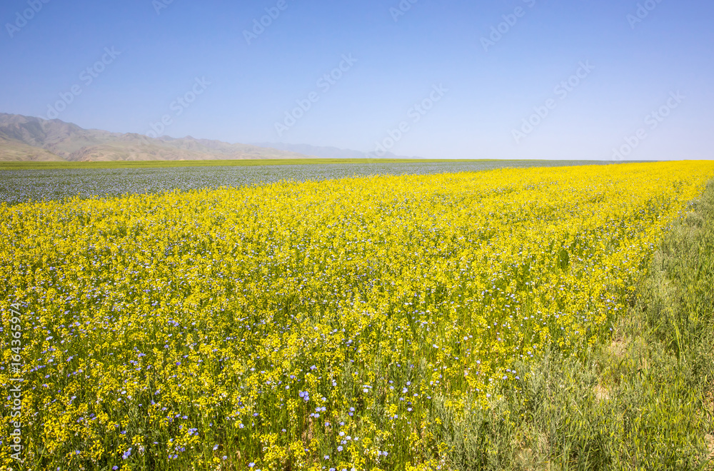 Fototapeta premium yellow cole flowers
