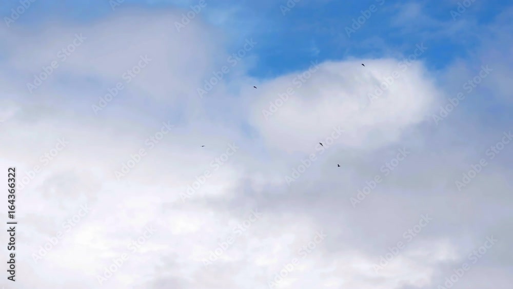 Low flying flock of birds in the airspace of airport. A possible collision of birds with aircraft Low flying flock of birds in the airspace of airport. A possible collision of birds with aircraft