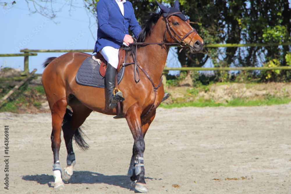 Cheval lors d'un concours hippique