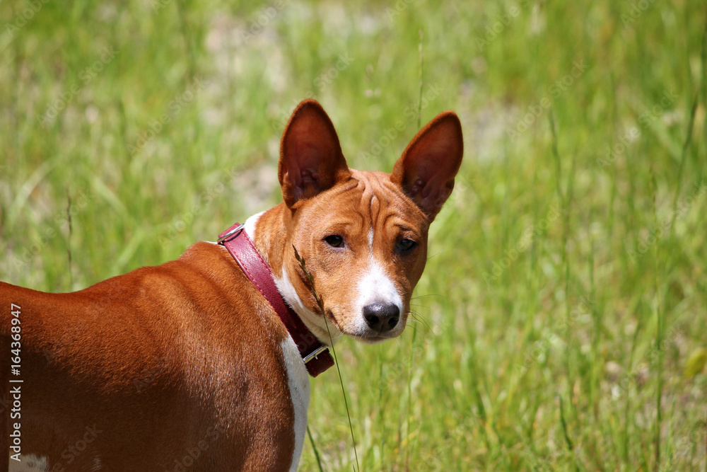 Basenji dog in the park. Purebred gorgeous red dog. Basenji dog in the park. Purebred gorgeous red dog.