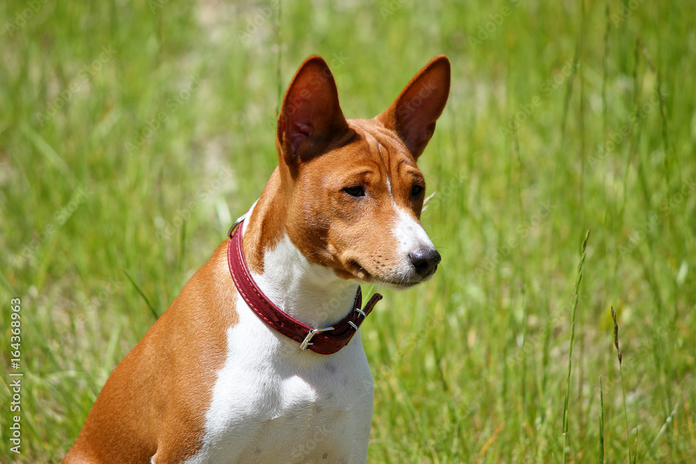 Basenji dog in the park. Purebred gorgeous red dog. Basenji dog in the park. Purebred gorgeous red dog.