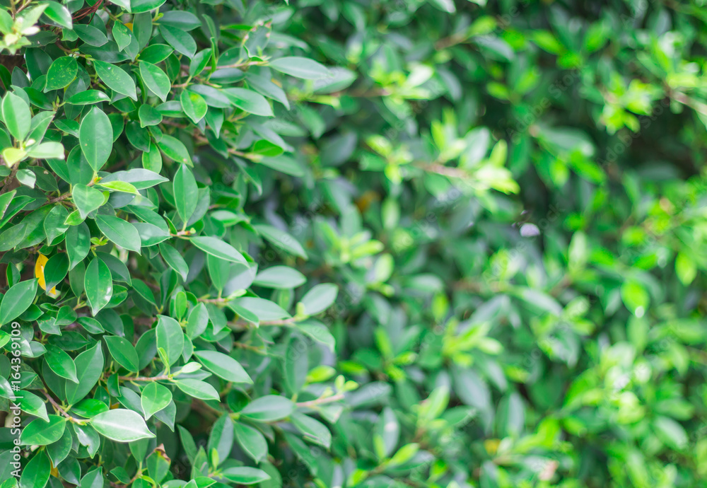Green leaves background, the tropical forest plant.
