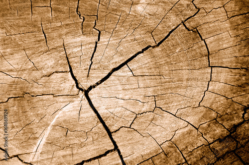 Tree stump texture on surface wood background. Old rough timber. Trunk and cut. Vintage and sepia tone. Top view. Close up.