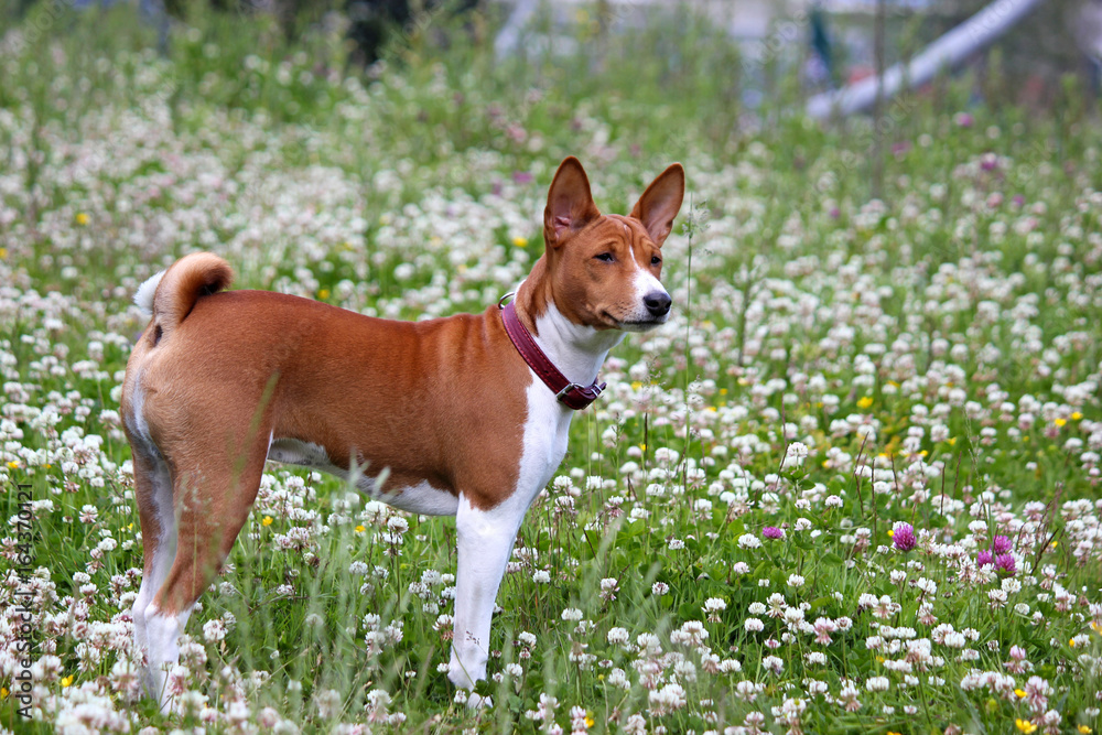 Basenji dog in the park. Purebred gorgeous red dog.