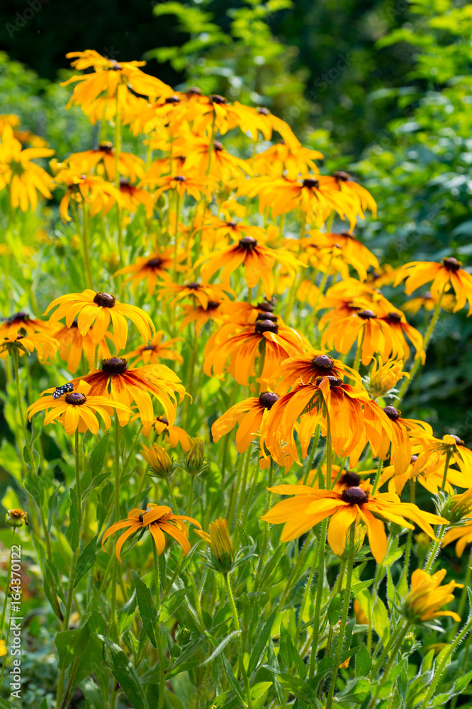 Yellow echinacea flowers in summer garden. Natural background. Vertical photo Yellow echinacea flowers in summer garden. Natural background. Vertical photo