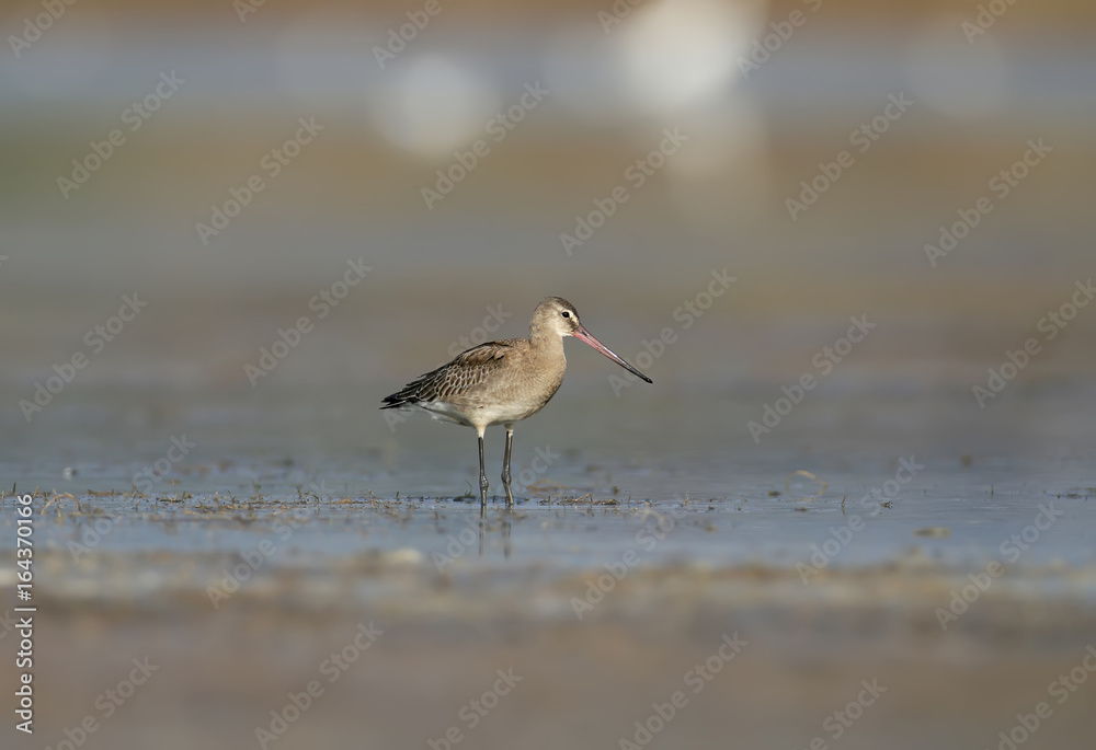 black-tailed godwit feeding on the wetland black-tailed godwit feeding on the wetland