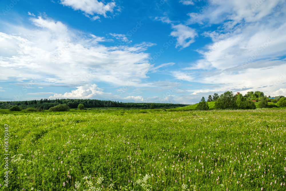 Green flowering meadow, Vladimir region, Russia Green flowering meadow, Vladimir region, Russia