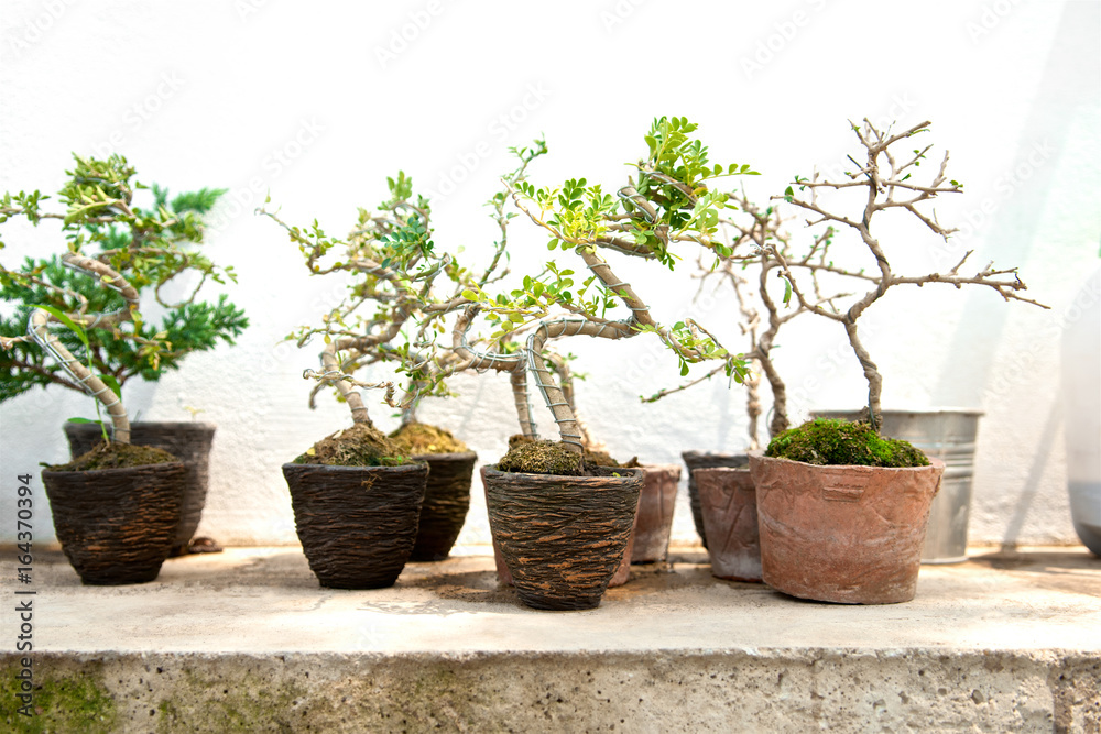 Fototapeta premium Many small bonsai tree in the clay pot. Little cute decorative plant, Modern house design. Close up.