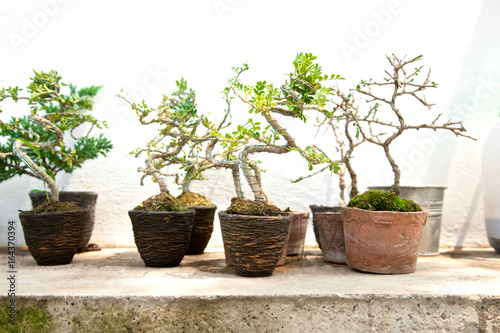 Many small bonsai tree in the clay pot. Little cute decorative plant,  Modern house design. Close up.
