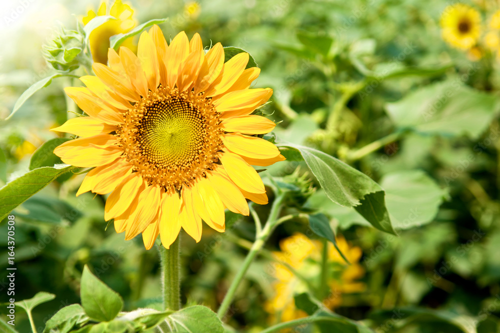 Sunflowers field. Beautiful flowers in the garden. Front view. Close up. Sunflowers field. Beautiful flowers in the garden. Front view. Close up.
