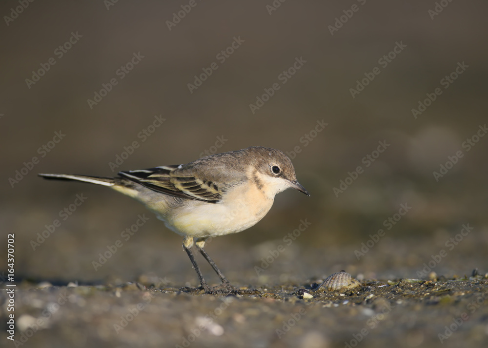 Curious young yellow vagtail in sunrise light