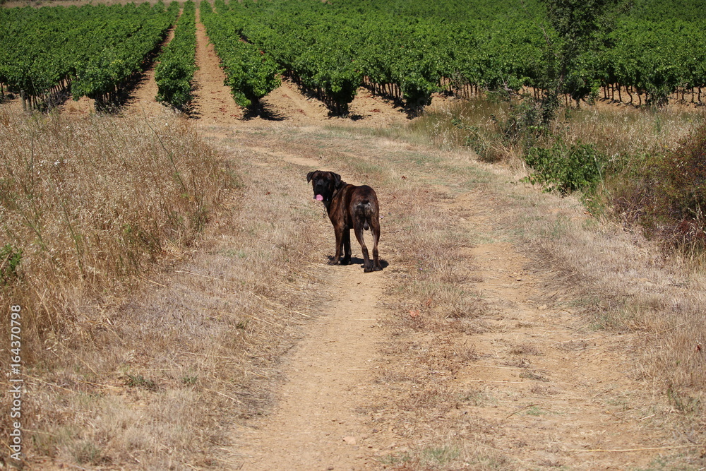 chien se promenant dans les vignes cane corso chien se promenant dans les vignes cane corso