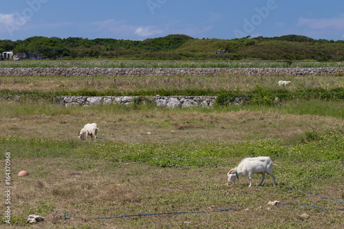 Goats eating grass in the farm in Hateruma island, Okinawa(波照間島)