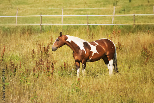 friendly pinto horse on a field in summer