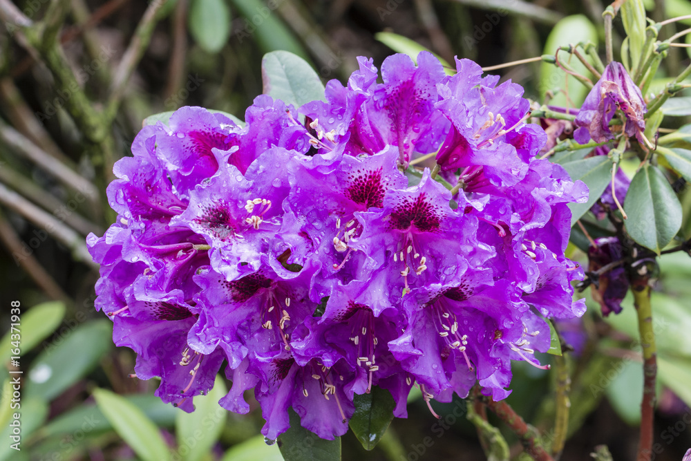 Water drops on purple azalea flowers.