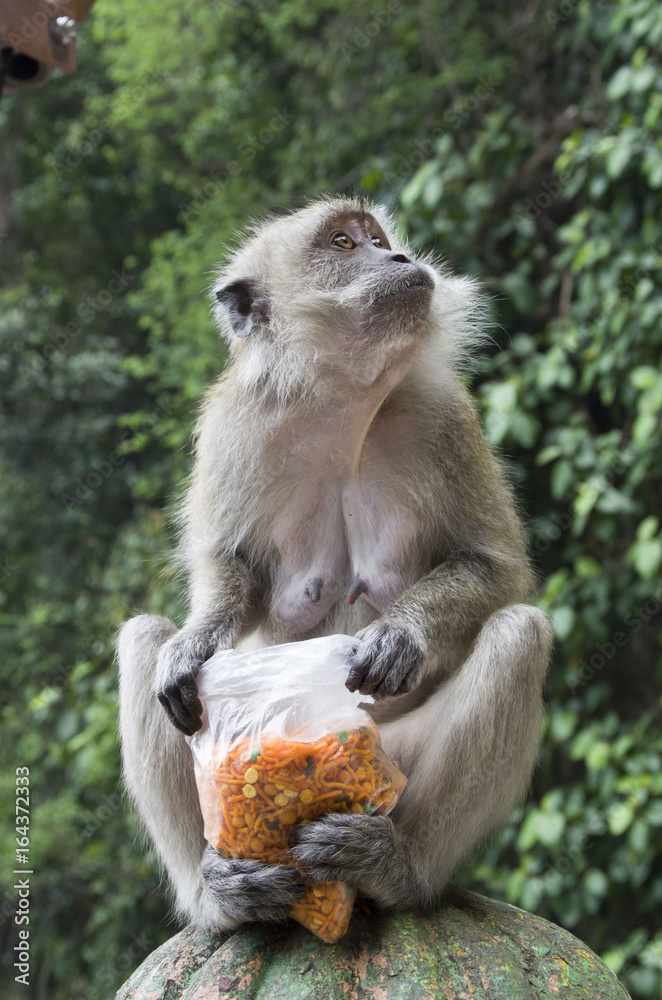 BALI monkey macaque 07