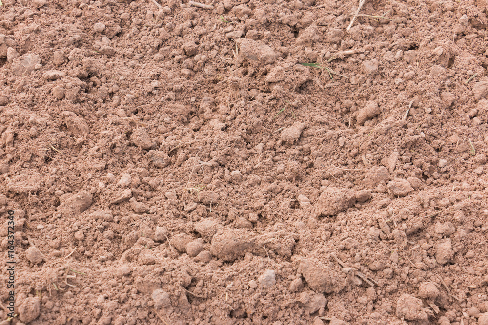 The soil is prepared for planting. The soil is prepared for planting.