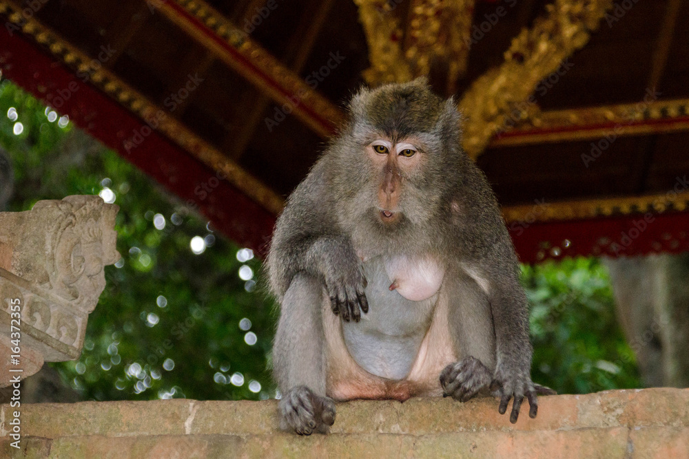 BALI monkey macaque 02