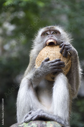 BALI monkey macaque 04