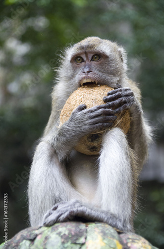 BALI monkey macaque 03