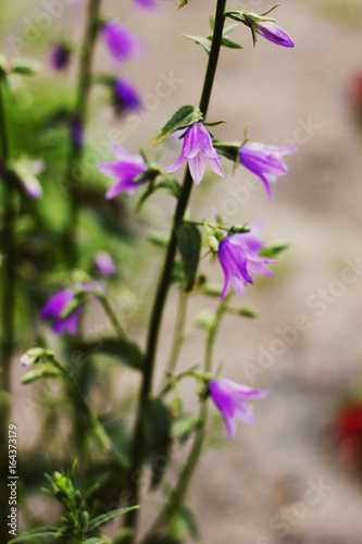 harebell